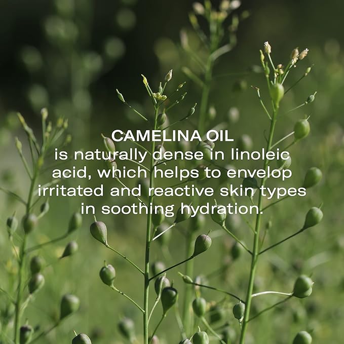 Odacité Anti Aging Serum Concentrate with Camelina + Chamomile, For Sensitive Skin Glow - Lightweight and Hydrating Facial Oil for Redness, Sensitivity & Irritation - 0.17 fl. oz-BrightBean Baby