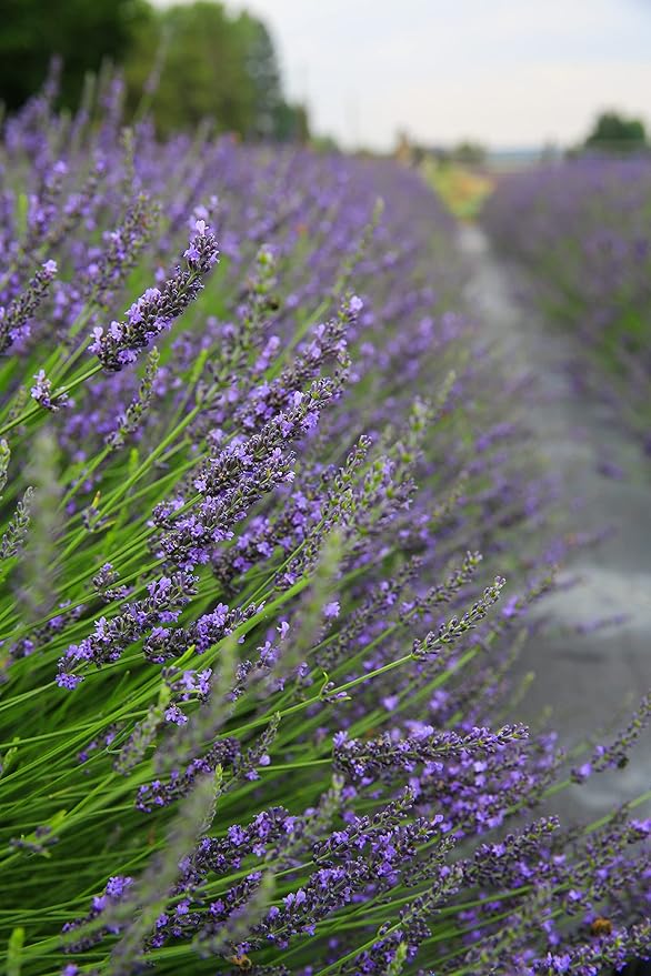 Victoria's Lavender Aromatherapy Body Mist Spray - After Sun Solar Recovery Spray with Aloe Vera plus Lavender Essential Oil - Hydrating, Moisturizing Aloe Vera Mist, Made in the USA, 4 oz (120 ml)-BrightBean Baby