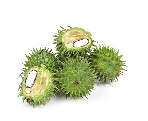 US Organic Castor Oil, USDA Certified Organic,Expeller Pressed, Hexane Free, 100% Pure & Natural moisturizing and emollient properties, For Skin, Hair Care, Eyelashes, DIY projects (8 oz (240 ml))-BrightBean Baby