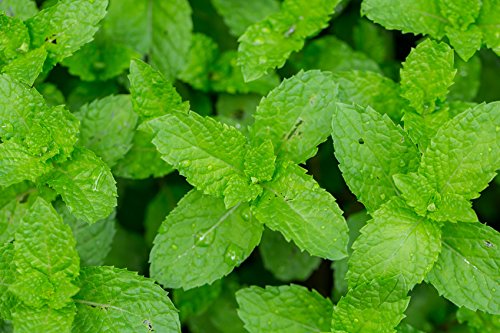 US Organic 100% Pure Peppermint Essential Oil - USDA Certified Organic - 15 ml Pack of 2 - w/Improved caps and droppers (More Size Variations Available)-BrightBean Baby