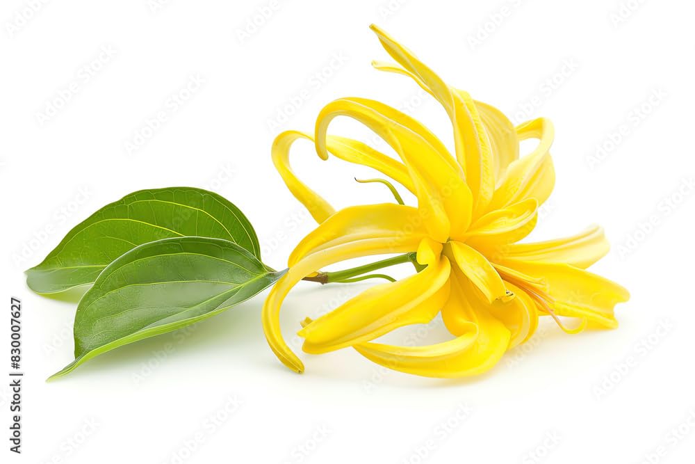 US Organic Ylang Ylang Essential Oil – 100% Pure Complete Grade, USDA Certified, Steam Distilled from Cananga Odorata – Floral Scent for Diffuser, Perfumery, Skincare – Sourced from Madagascar, 10ml-BrightBean Baby