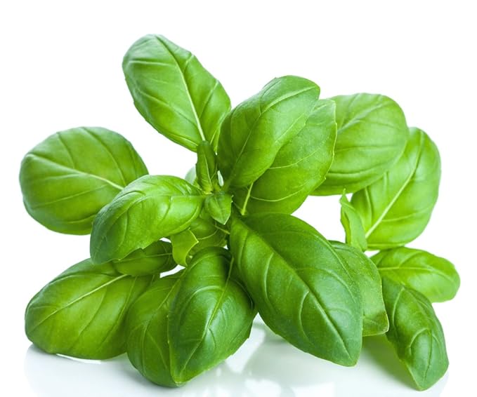 US Organic 100% Pure Basil Essential Oil - USDA Certified Organic, Steam Distilled, 15 ml-BrightBean Baby