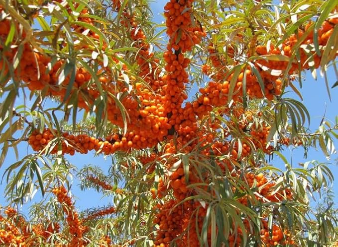 2PC Lip Balm Fade Dark Pigment Whitening Moisturizing Lip Hyaluronic Acid Exfoliating Dead Skin Lightening Lip Care (Orange)-BrightBean Baby