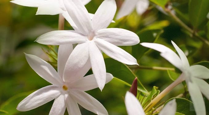 Jasmine Hydrosol Face Mist Calming Spray, Toner, Aromatherapy, Body Mist, Set Makeup, 8oz, Pure Hydrosol Water Jasmine by Organic Pure Oil-BrightBean Baby