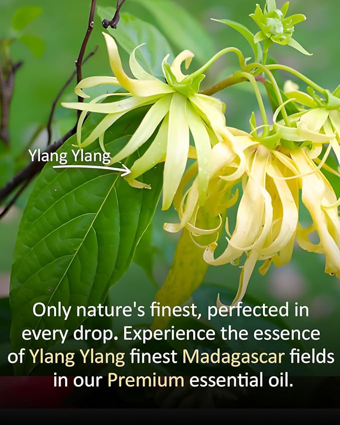 Pure Ylang Ylang Essential Oil, 100% Pure Natural Ylang Ylang Essential Oil, Premium Grade Essential Oils for Diffusers for Home, Skin, Care Massage, Soap Make, Aromatherapy, 4 Fl Oz | 120ml-BrightBean Baby