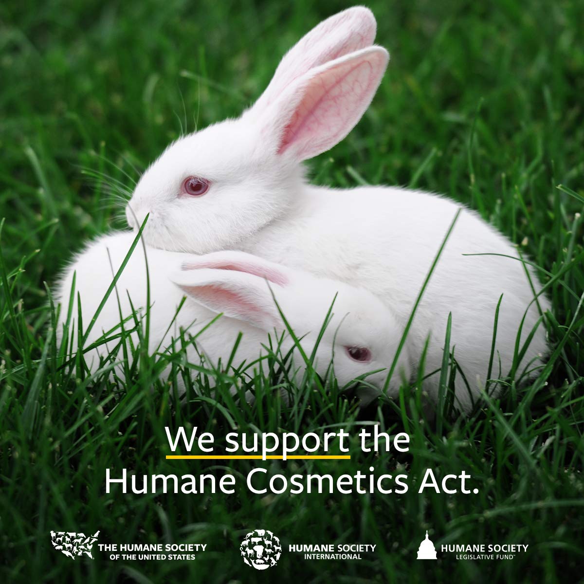 US Organic Ylang Ylang Essential Oil – 100% Pure Complete Grade, USDA Certified, Steam Distilled from Cananga Odorata – Floral Scent for Diffuser, Perfumery, Skincare – Sourced from Madagascar, 10ml-BrightBean Baby