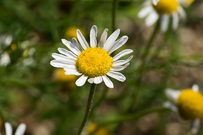 US Organic 100% Pure Chamomile (Roman) Essential Oil - USDA Certified Organic, Steam Distilled - W/Euro Dropper (More Size Variations Available) (5 ml)-BrightBean Baby