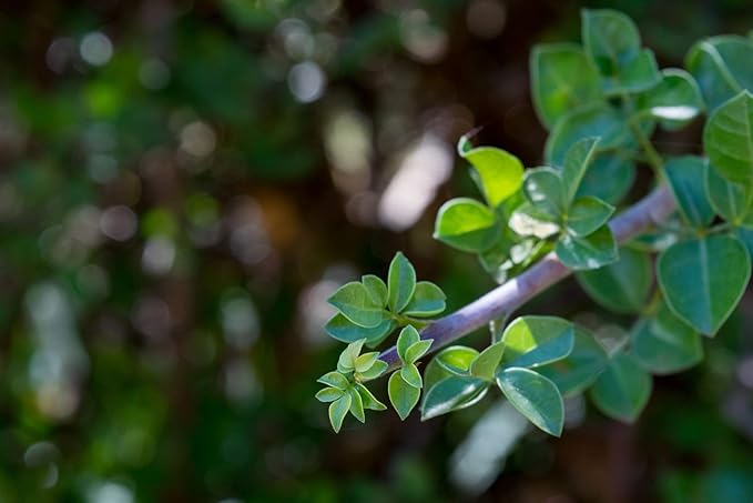 US Organic 100% Pure Frankincense (Boswellia Carteri) Essential Oil - Sourced from The Horn of Africa, USDA Certified Organic, Use Topically or in Diffuser, Perfect for Yoga or Meditation (5 ml)-BrightBean Baby