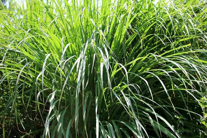 US Organic Citronella Essential Oil, USDA Certified, 100% Pure, 30 ml Pack of 2, Improved caps and droppers – Used for Skin Care, Many DIY Projects Like Candle Making and Much More-BrightBean Baby