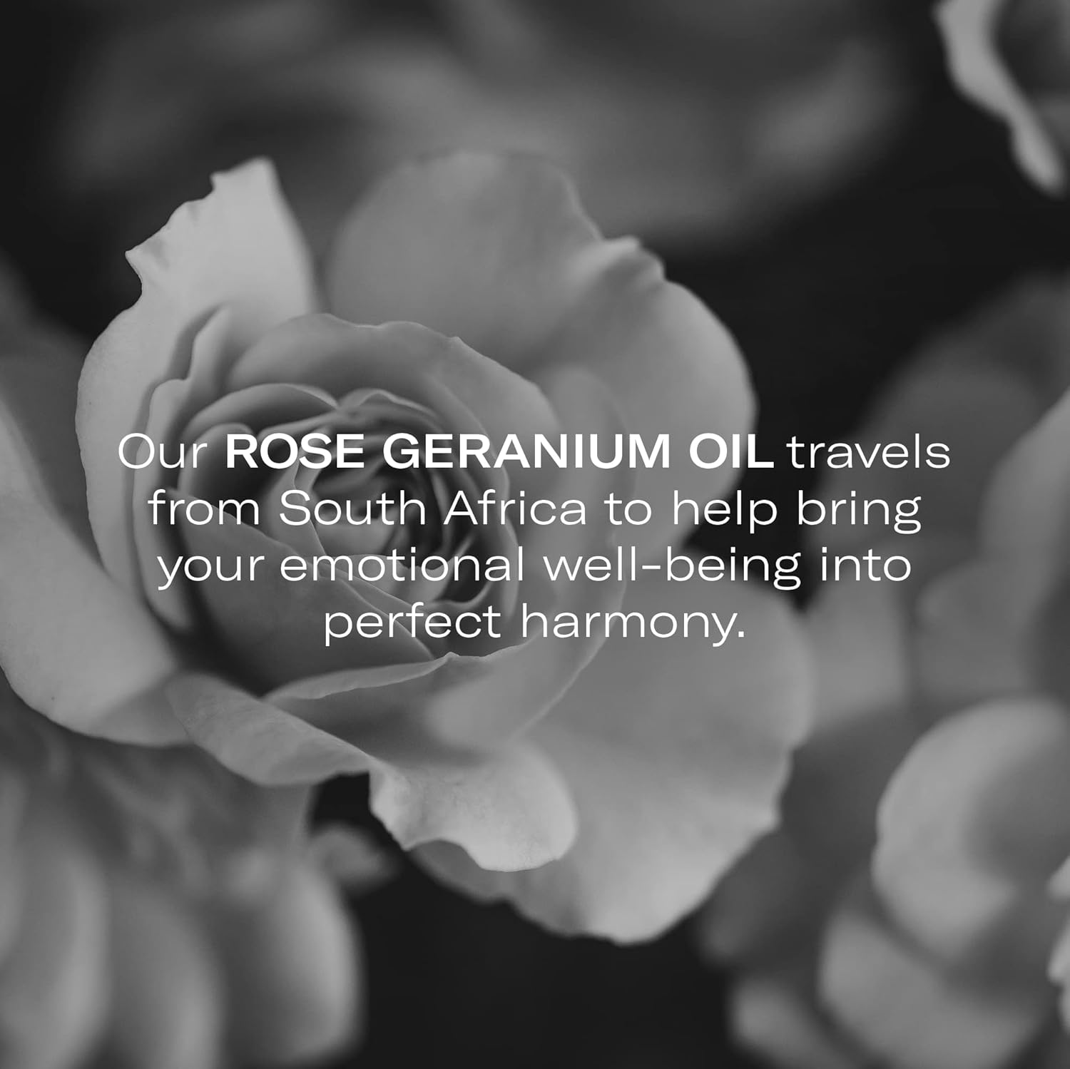 Odacité Hydrating Serum Concentrate with Pomegranate & Rose Geranium - for Hydration & Glow - Hydrating & Nourishing Anti-Aging Facial Oil Concentrate Enhance Skins Moisture Barrier - 0.17 fl. oz-BrightBean Baby