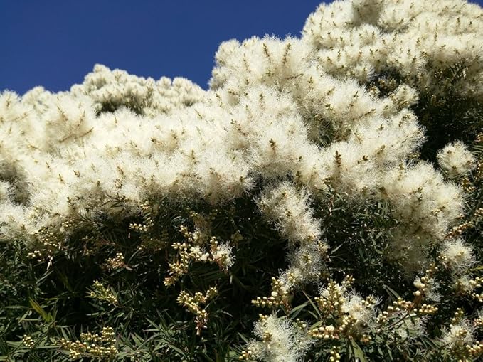 US Organic 100% Pure Tea Tree Essential Oil, Steam Distilled, USDA Certified Organic, for Hair, Skin, Scalp, Foot, Toenails, and Nail Polish - 30 ml, 2 Pack-BrightBean Baby