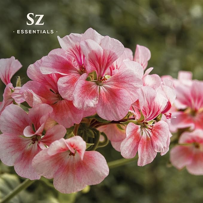 High Altitude Geranium Essential Oil – 100% Pure & Natural, Grown in The High-Altitude – Aromatherapy, Home Use – Therapeutic Grade & Vegan – 5 mL-BrightBean Baby