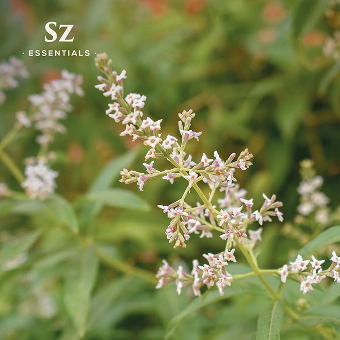 Lemon Verbena Essential Oil – 100% Pure & Natural, Grown in The High-Altitude Andes – Sweet, Citrusy, Uplifting Scent – Aromatherapy, Home Use – Therapeutic Grade & Vegan – 5 mL-BrightBean Baby