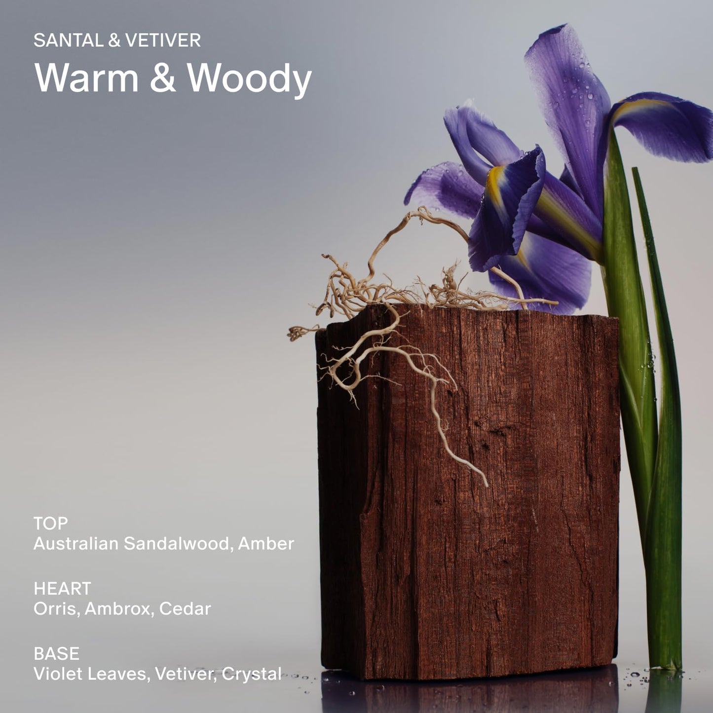 Salt & Stone Body Lotion for Women & Men| Scented Daily Body Lotion | Hydrates, Nourishes & Softens Skin | Restores Dry Skin | Fast-Absorbing | Cruelty-Free & Vegan (450 ml) (Santal & Vetiver)-BrightBean Baby