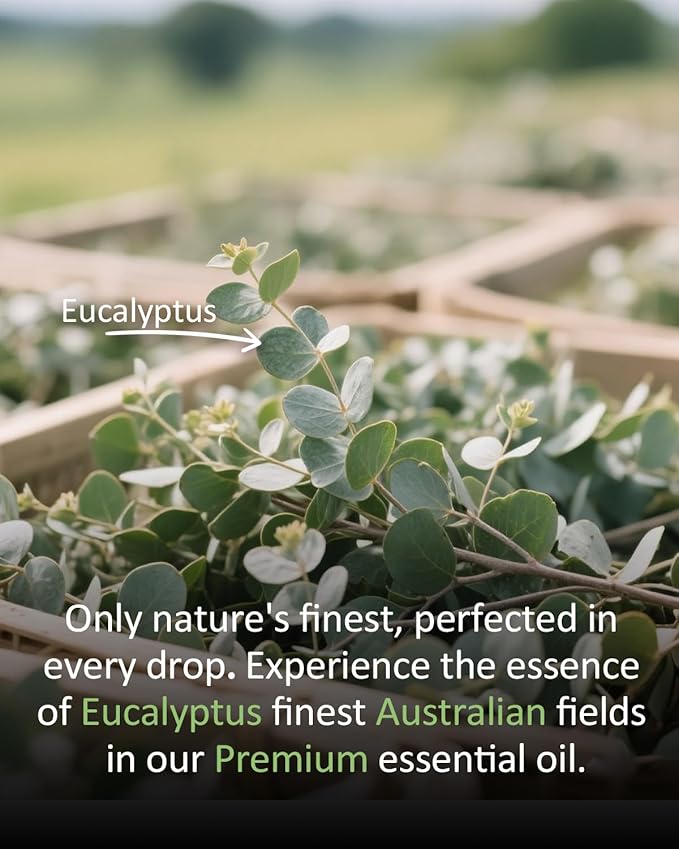 Pure Eucalyptus Essential Oil, 100% Pure Natural Eucalyptus Essential Oil, Premium Grade Essential Oils for Diffusers for Home, Skin, Care Massage, Soap Making, Aromatherapy, 4 Fl Oz | 120ml-BrightBean Baby