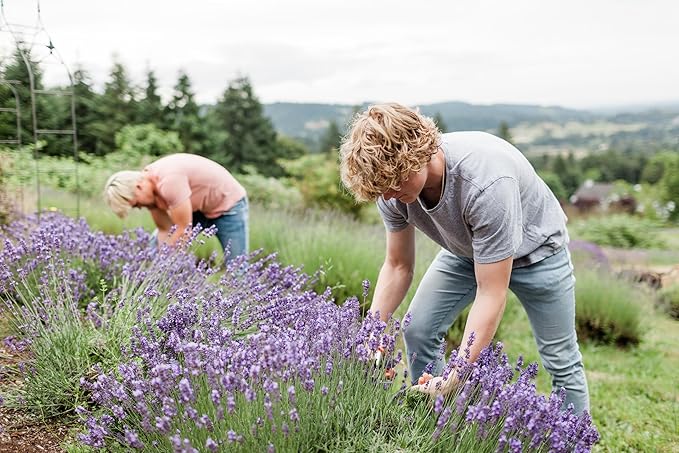 Victoria's Lavender Ultra Rich Foot Balm for Dry Cracked Feet - Heel Repair, Foot Softener Moisturizer with Lavender & Tea Tree Oil, Dry Feet Treatment & Care for Men & Women - Made in the USA - 2.5oz-BrightBean Baby