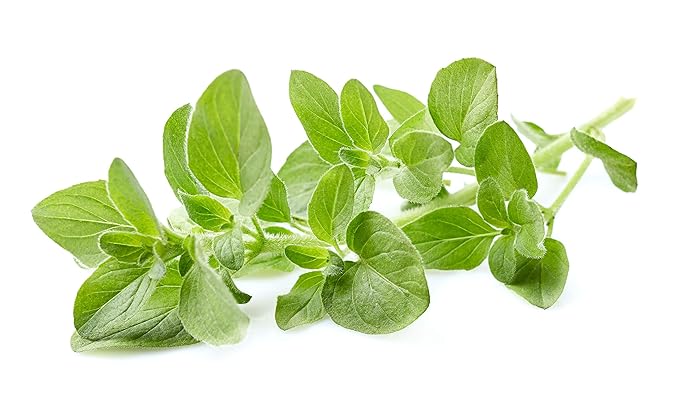 US Organic 100% Pure Oregano Essential Oil - USDA Certified Organic, Steam Distilled (15 ml)-BrightBean Baby