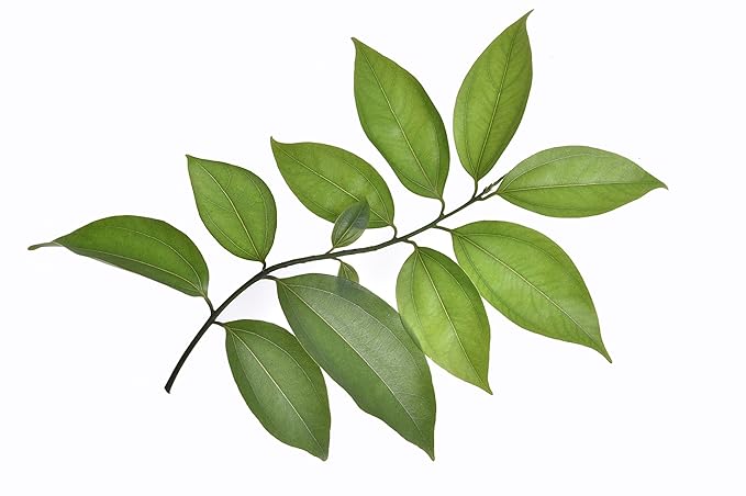 US Organic 100% Pure Cinnamon Leaf Essential Oil - USDA Certified Organic, Steam Distilled - W/Euro Dropper (More Size Variations Available) (15 ml / .5 fl oz)-BrightBean Baby